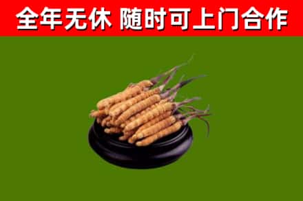 薛城回收散虫草